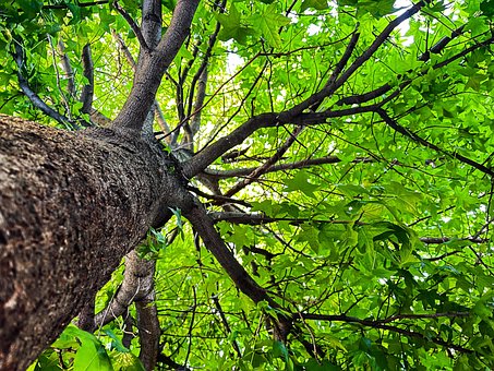 Free Worms Eye View Birds Eye View photo and picture