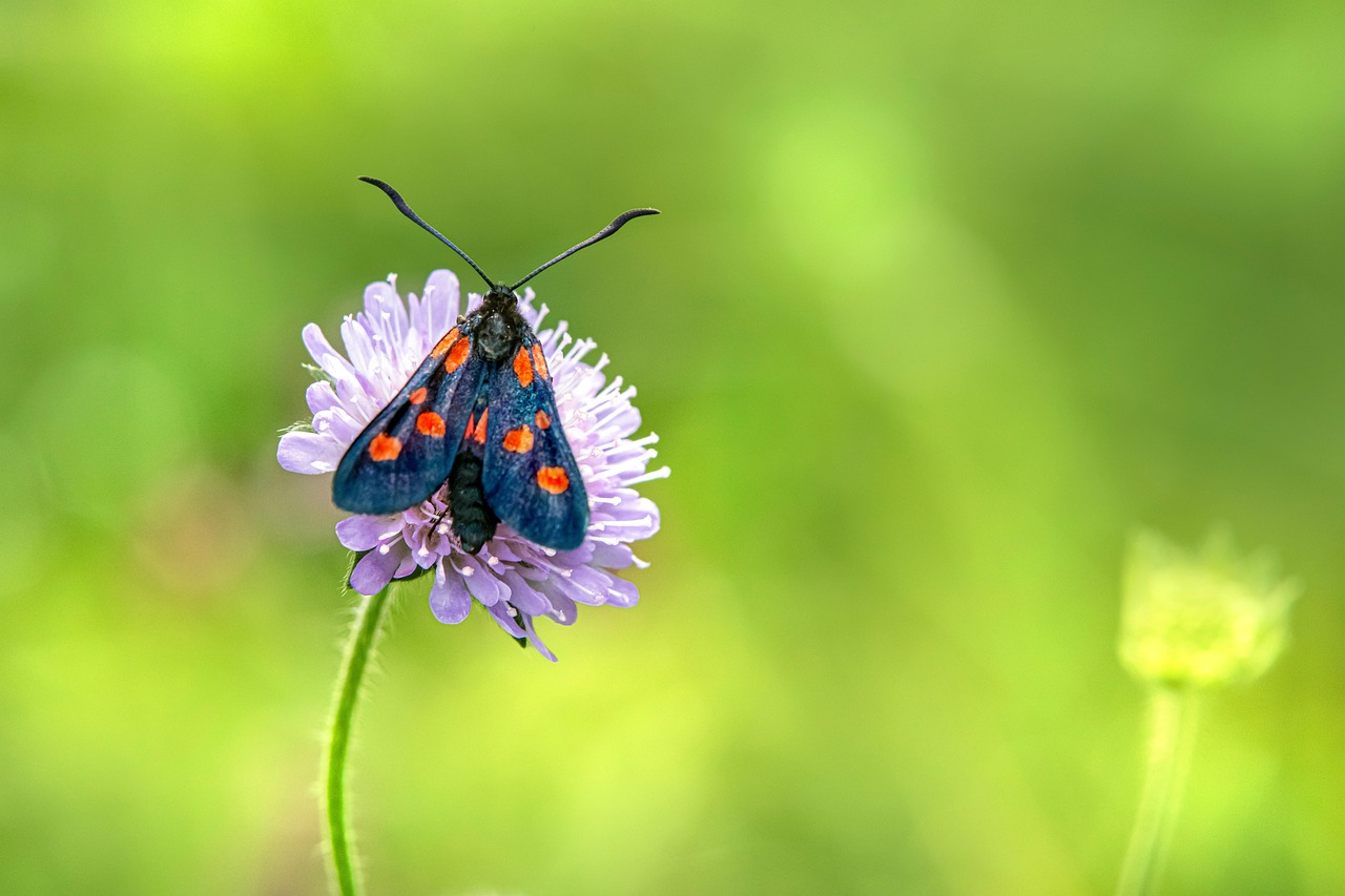 Zygaena Lonicerae Narrow-Bordered - Free photo on Pixabay