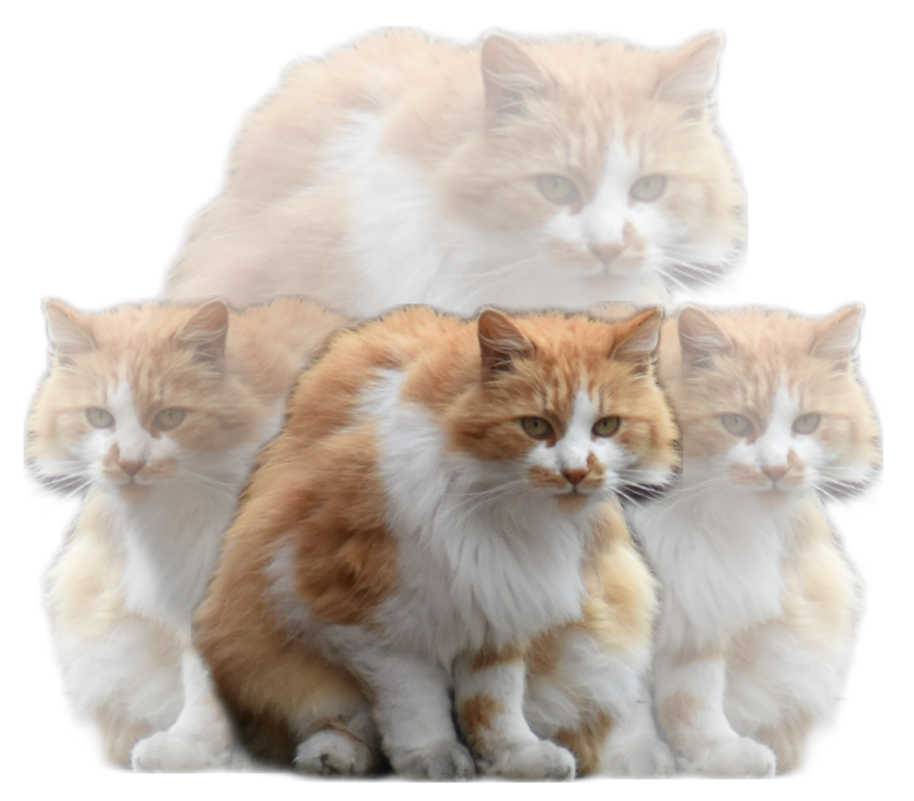 Chats Transparent Orange Animaux Photo Gratuite Sur Pixabay Pixabay chats-transparent-orange-animaux-photo-gratuite-sur-pixabay-pixabay