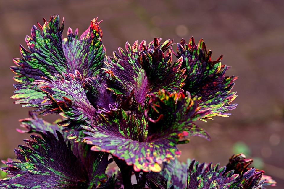 flora-7328615_960_720.jpg