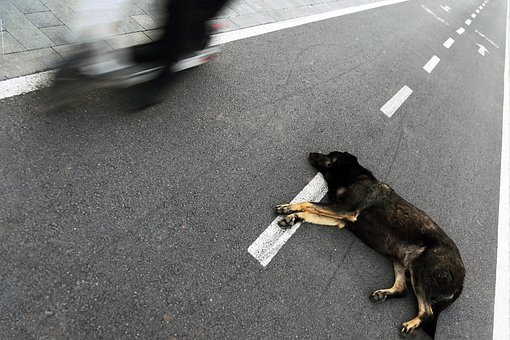 Cão, Animal, Rua, Caminho, Lambreta