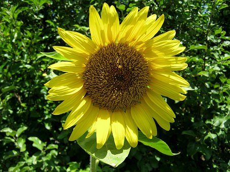 Free Sunflower Bloom photo and picture