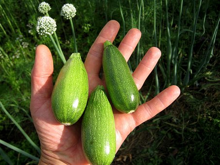 Abobrinha, Vegetais, Fresco, Nutrição