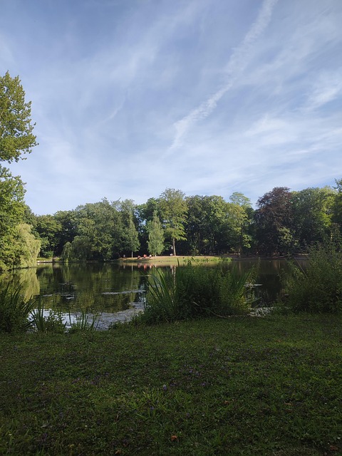 Natur, Blume, Wasser, Grün, Bäume