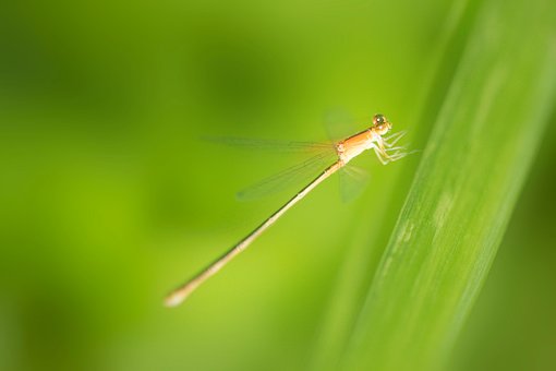 Libelle, Insekten, Flügel, Affix, Natur