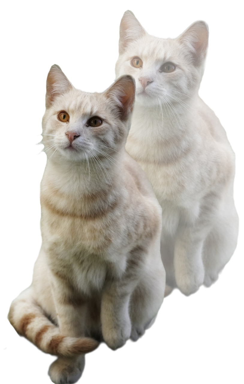 Cats Transparent Fur Free Photo On Pixabay Pixabay cats-transparent-fur-free-photo-on-pixabay-pixabay
