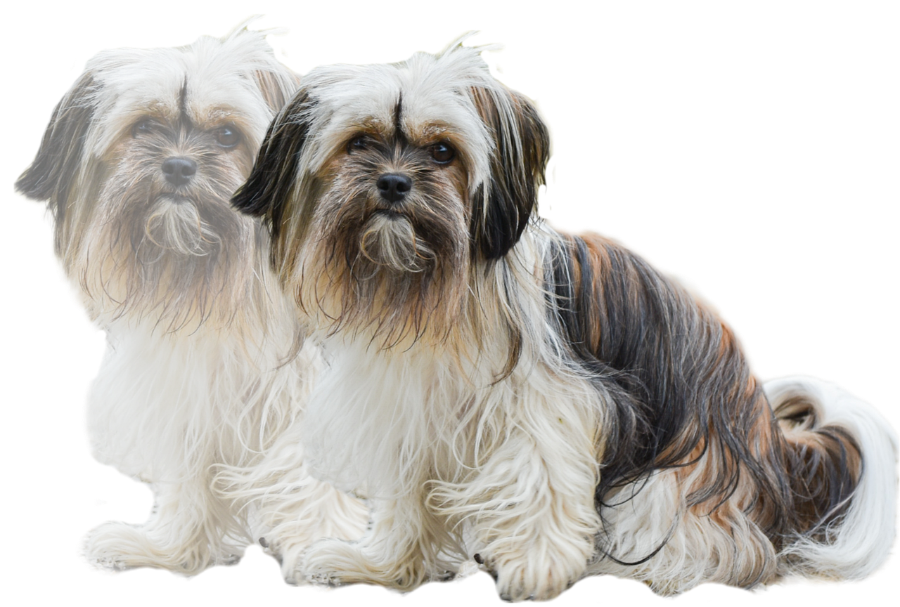 Dogs Transparent Animals Free Photo On Pixabay Pixabay dogs-transparent-animals-free-photo-on-pixabay-pixabay