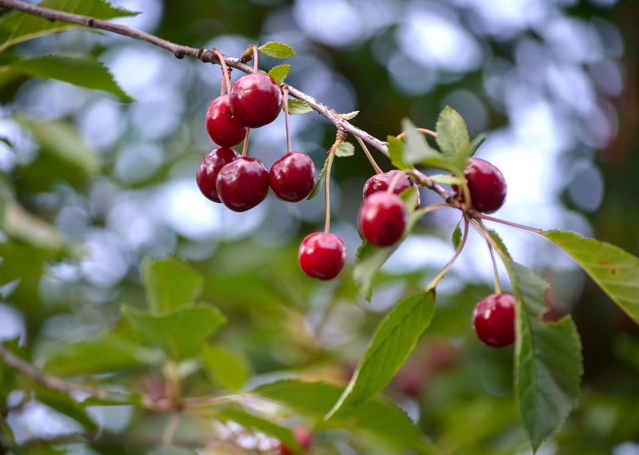 Cherries Fruit Sprig Free photo on Pixabay Pixabay