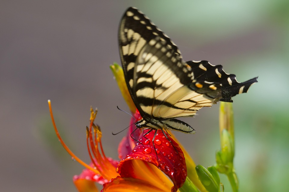 Papillon Nectar Fleur Photo gratuite sur Pixabay Pixabay — free download