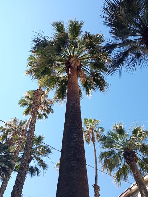 Free Palm Palm Tree photo and picture