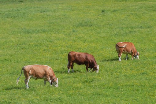 Free Cows Pasture photo and picture