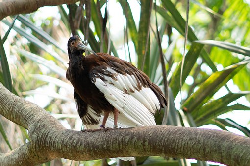 Fugl, Madagaskar Ibis, Tropisk, Jungel