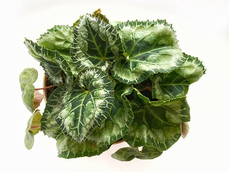 Free Cyclamen Green photo and picture