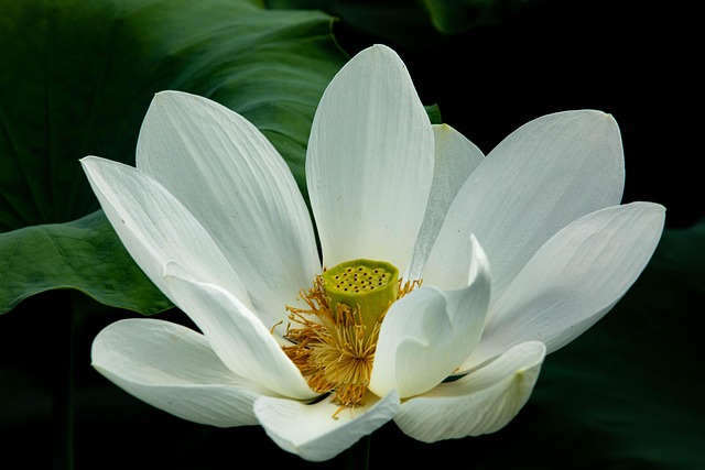 Free Flower Beautiful Flowers photo and picture