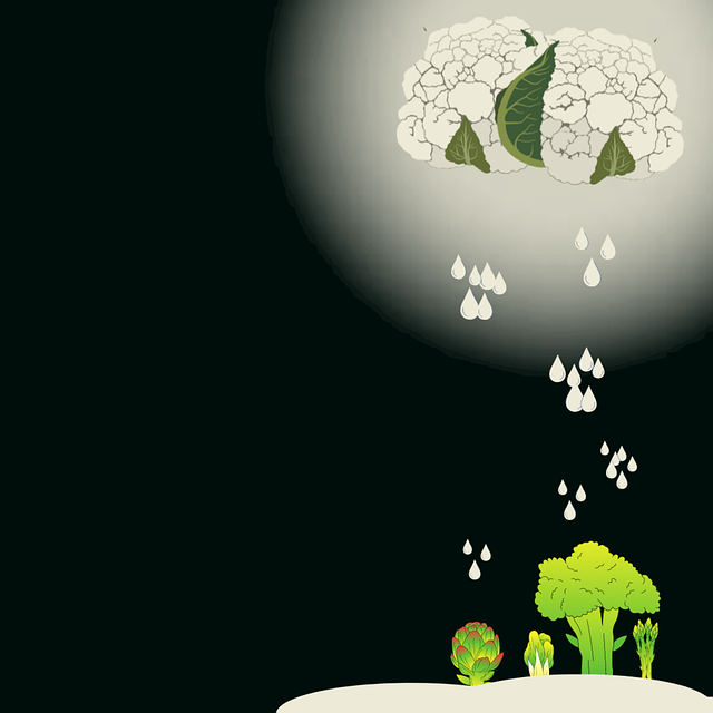 Free cauliflower vegetables nature illustration