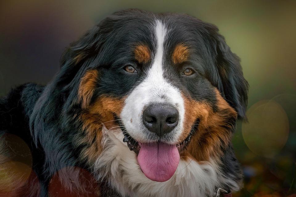 dog-7330543_960_720.jpg
