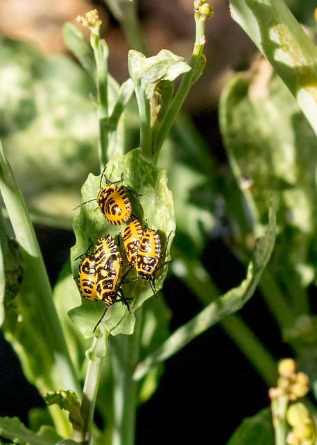 Free Bugs Insect photo and picture