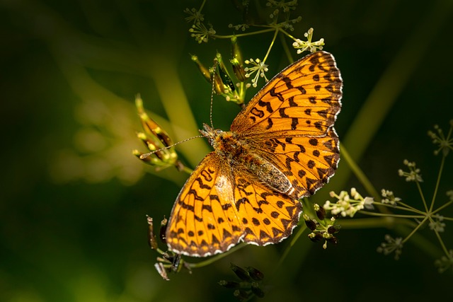 Download free HD stock image of Butterfly Flower Free Butterfly Flower photo and picture