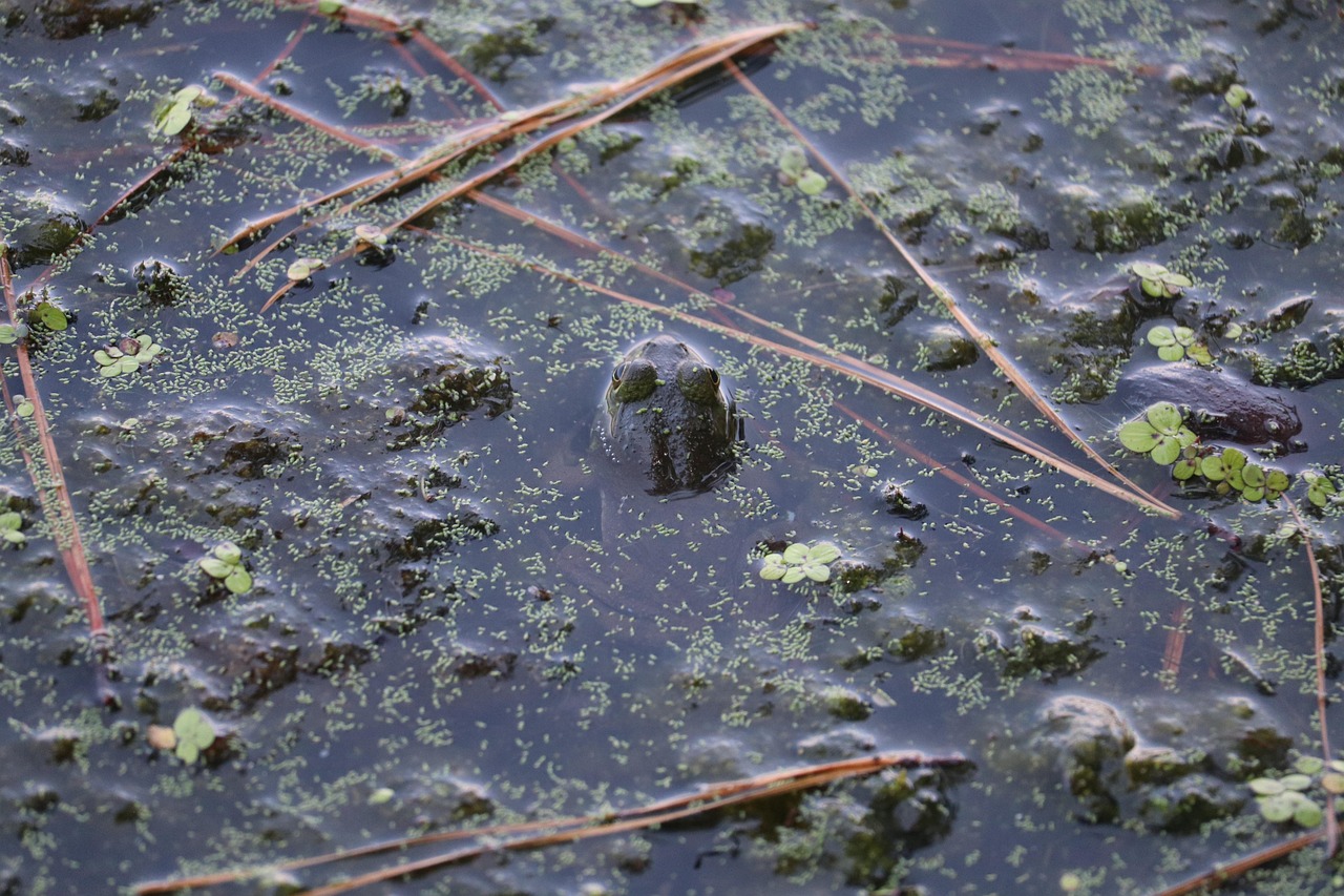 Frog - free online jigsaw puzzle photo
