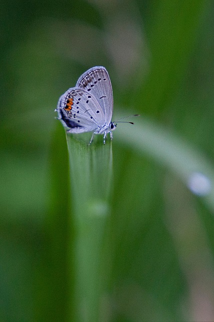 Kurzschwänzig Blau, Schmetterling