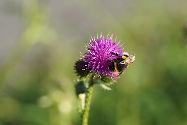 Hummel, Biene, Distel, Blume