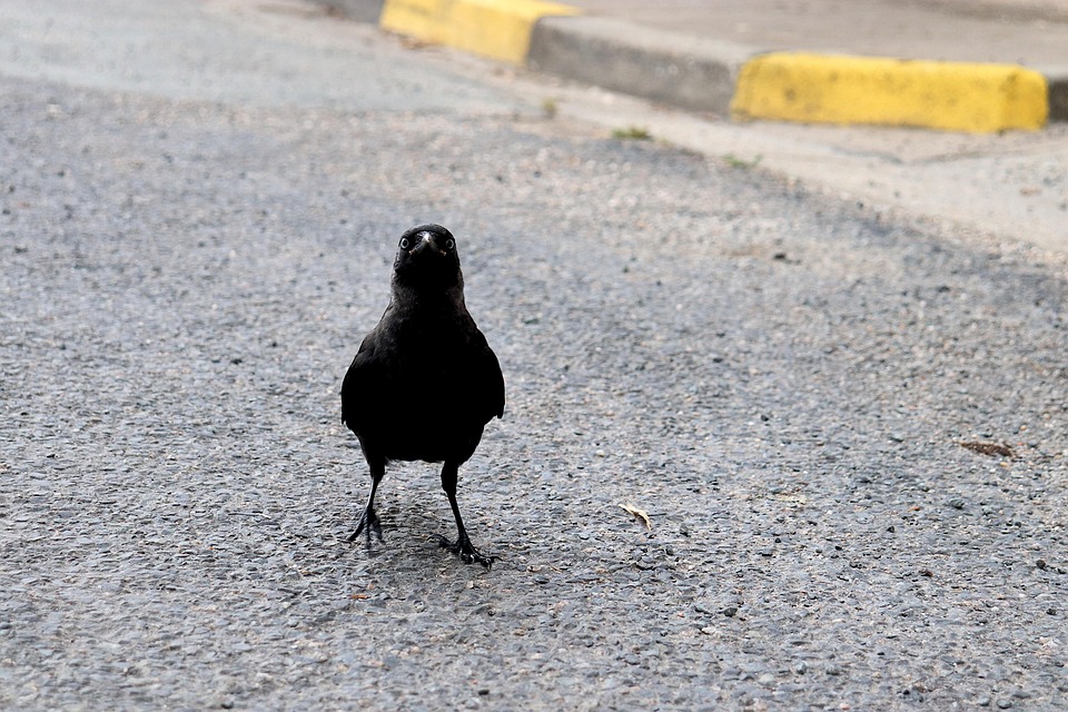 jackdaw-7331496_960_720.jpg