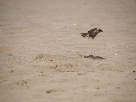 Vogel, Natur, Strand, Fliegender Vogel