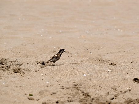 Vogel, Natur, Strand, Singen, Tier