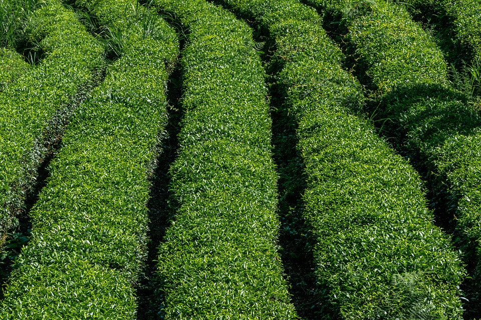 Tea Garden Tree - Free photo on Pixabay - Pixabay