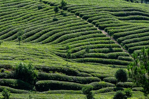 Free Tea Tea Garden photo and picture