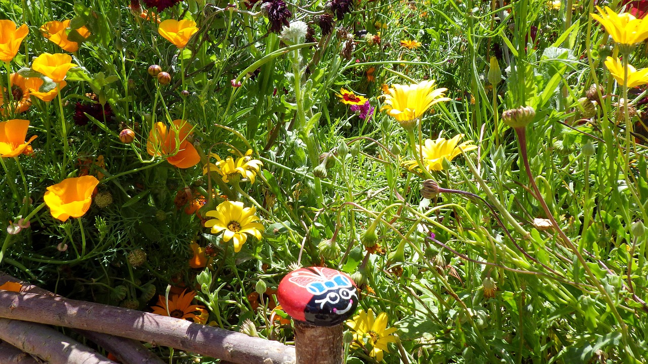 Superbloom Flowers Colourful - Free photo on Pixabay - Pixabay