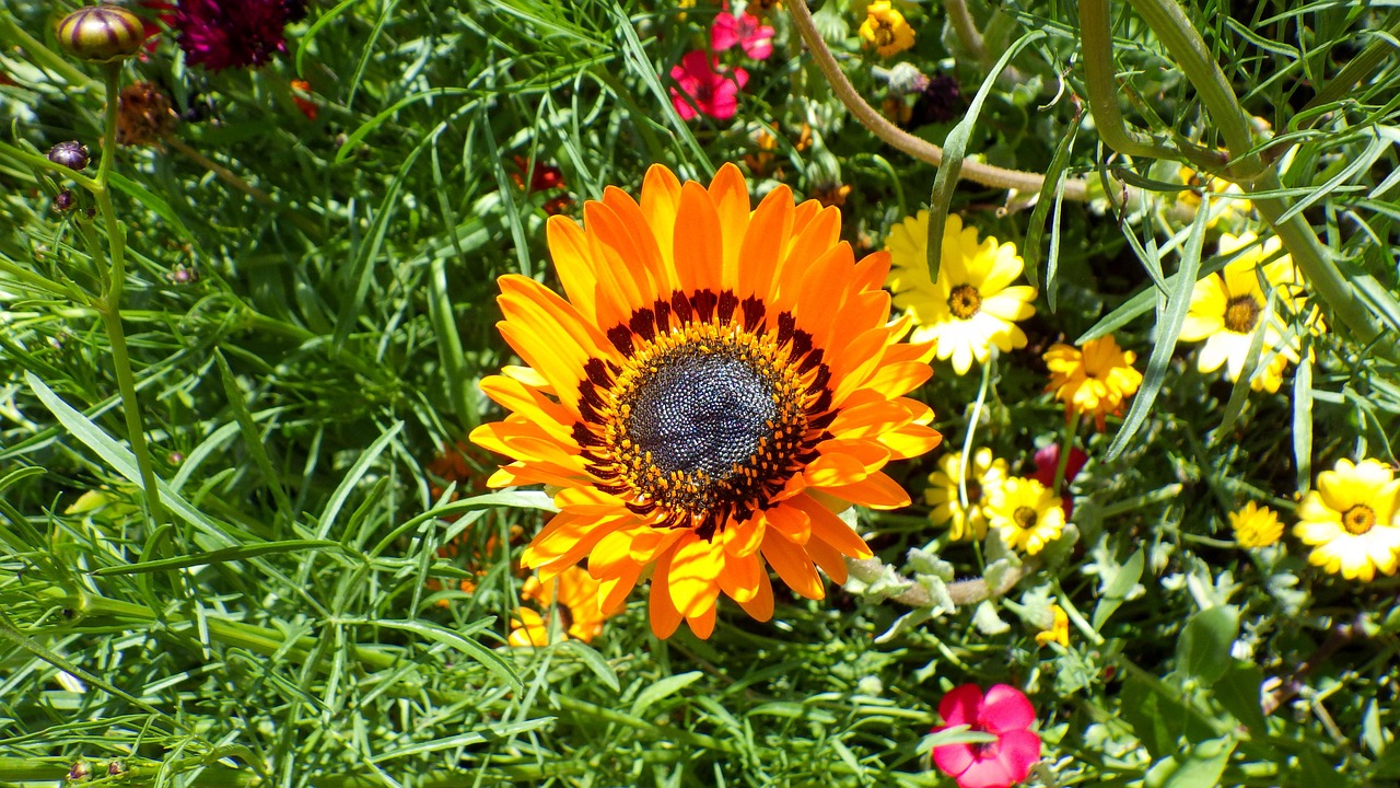 Nature Flowers Wildflowers - Free photo on Pixabay - Pixabay