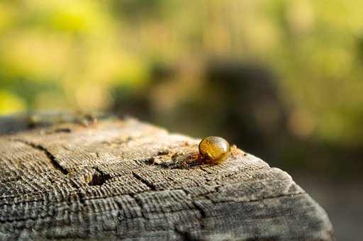 Free Amber Resin photo and picture