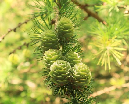Free Forest Wood photo and picture