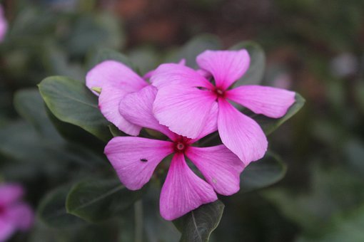 Free Flower Purple photo and picture