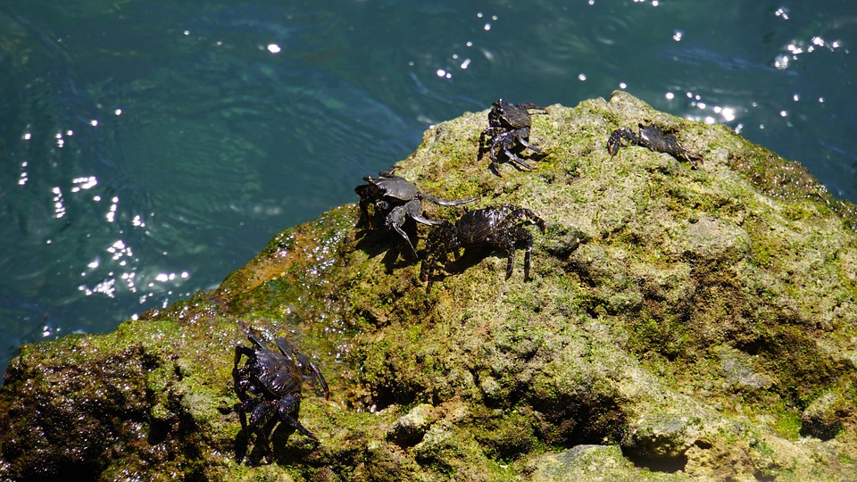 crab-7331922_960_720.jpg