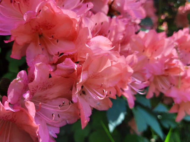 Free Azalea Flower photo and picture