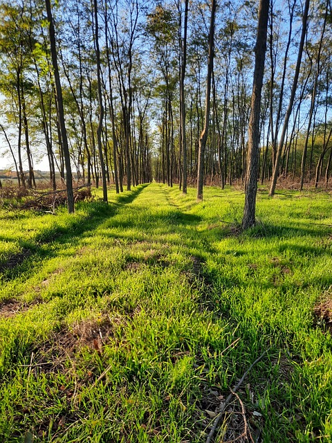 Free Meadow Forest photo and picture