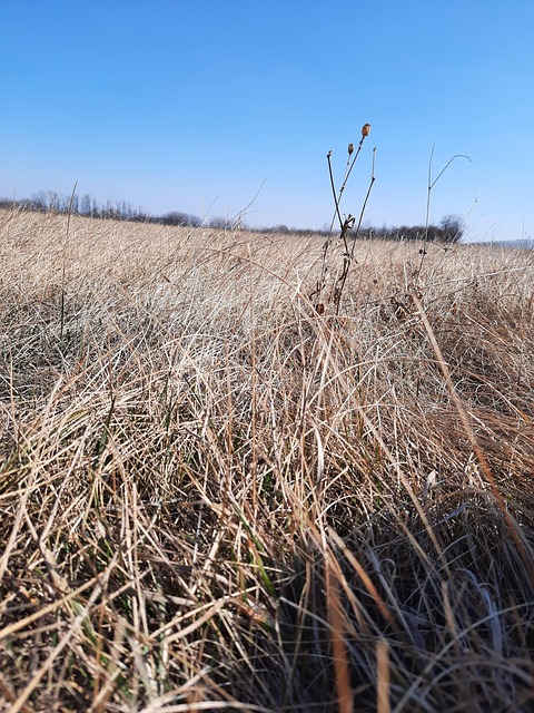 Free Sheer Meadow photo and picture