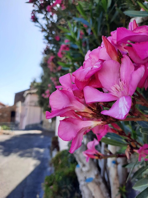 Free Oleander Flower photo and picture