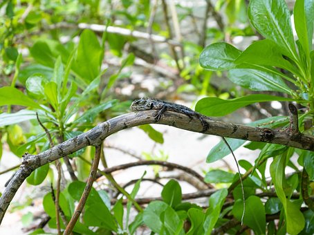 Free Iguana Lizard photo and picture