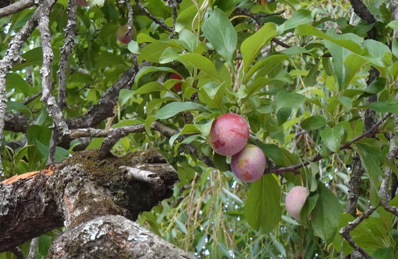 Prune Fruit Biologique - Photo gratuite sur Pixabay - Pixabay