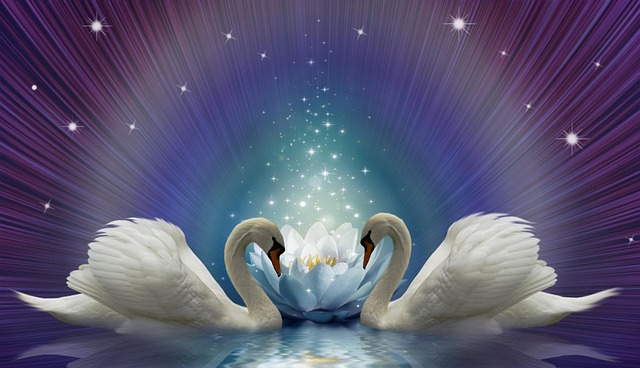 Free wallpaper swans lotus flower illustration