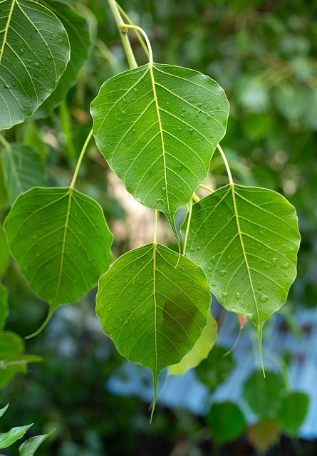 Free Sacred Fig Leaves photo and picture