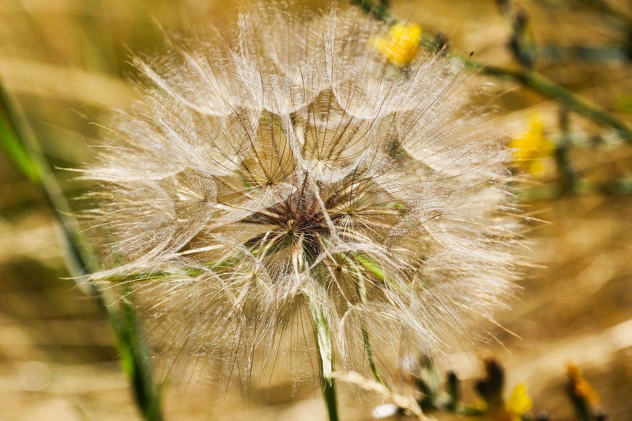 蒲公英 花 种子 - Pixabay上的免费照片 - Pixabay