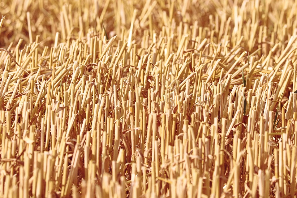 grain-stubble-7332604_960_720.jpg