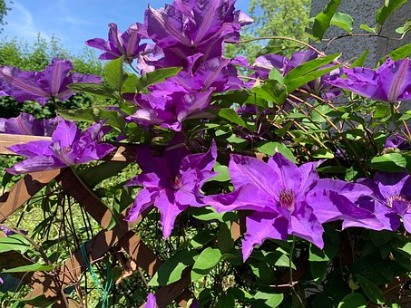 Free Clematis Flowers photo and picture