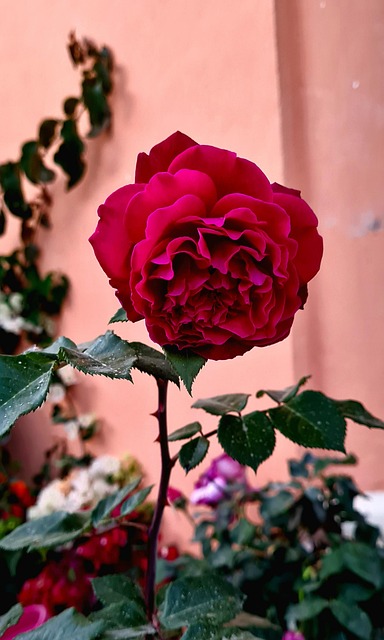 Amor, Rosa, Flor, Natureza, Dom
