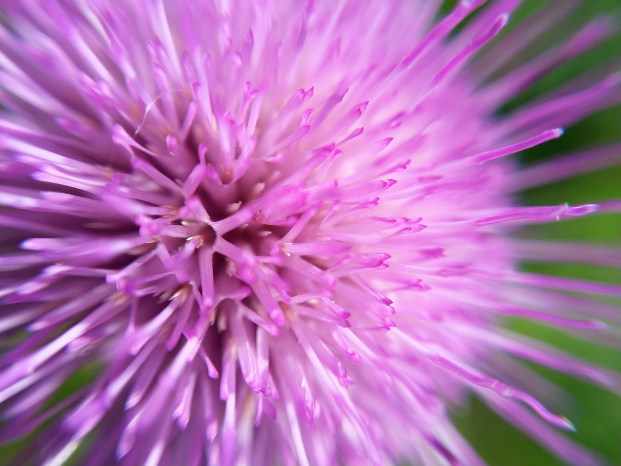Nature Flower Flora Free Photo On Pixabay Pixabay nature-flower-flora-free-photo-on-pixabay-pixabay