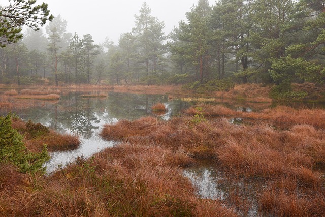 Free December Pond photo and picture